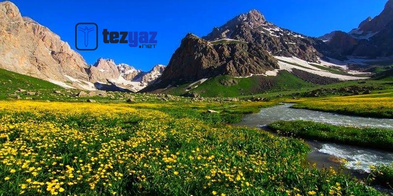 hakkari tez yazdirma